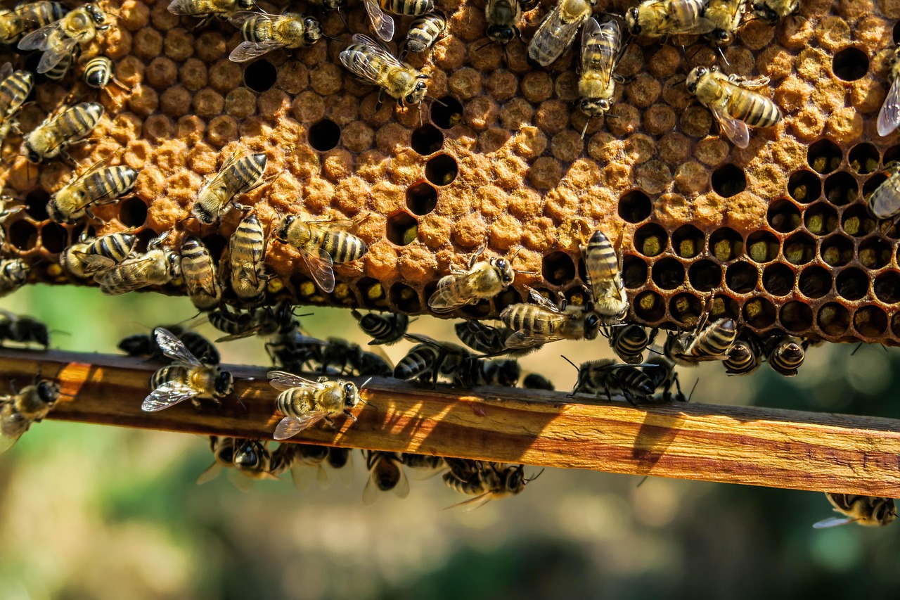 A large comb suspended above wooden hive components with many bees around it