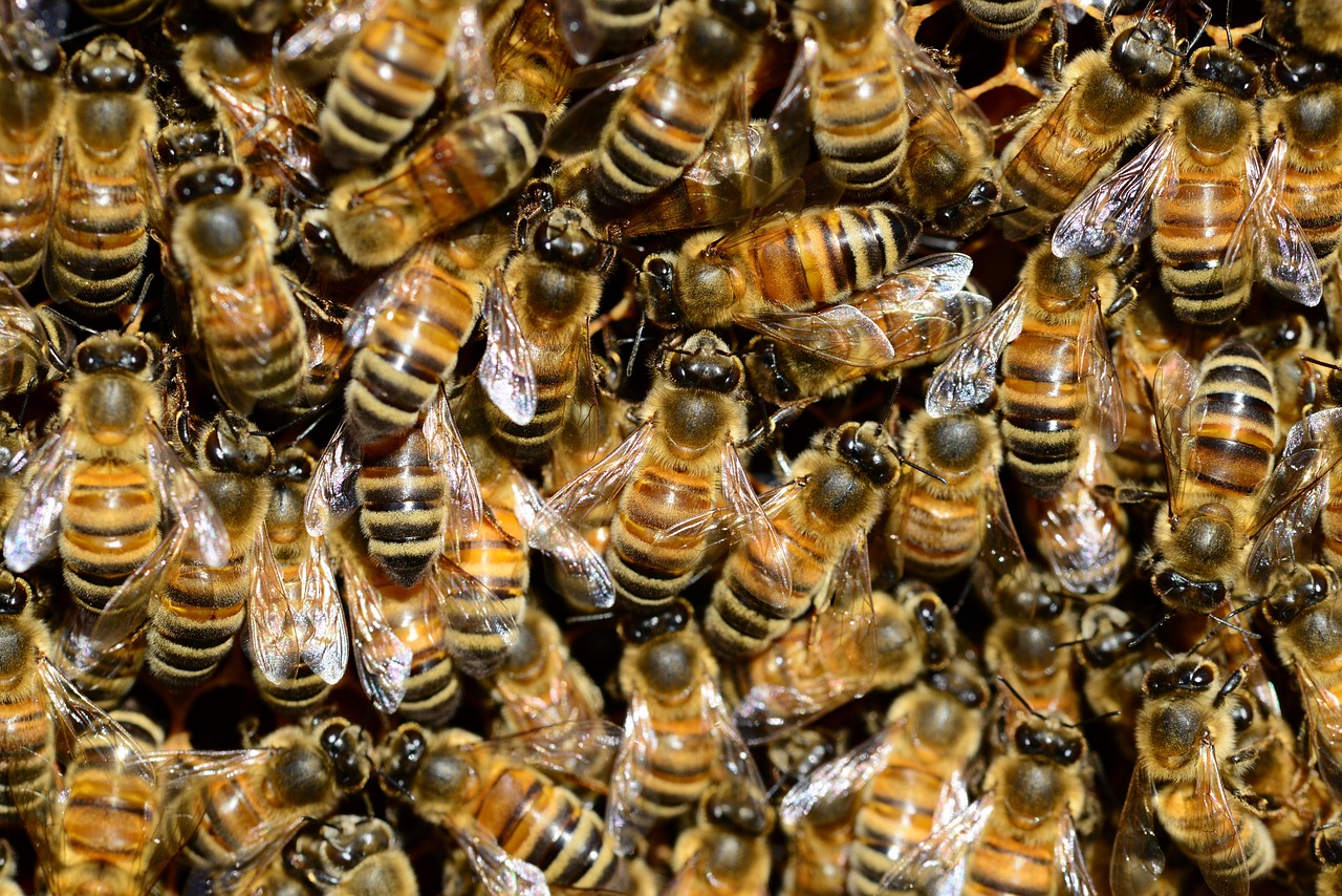 Macro view of many honeybees packed closely together