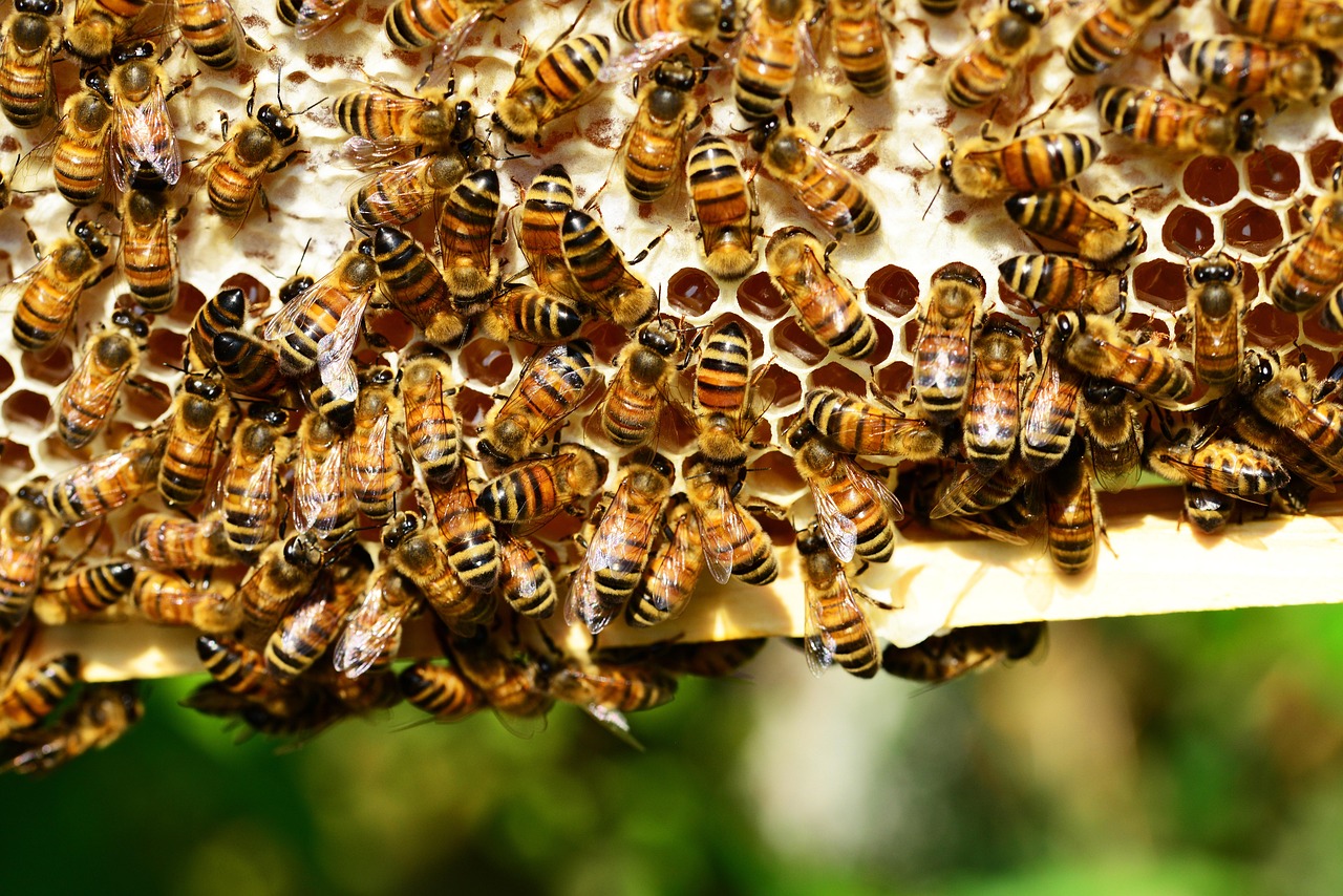 Honeybees covering open and capped hexagonal comb cells