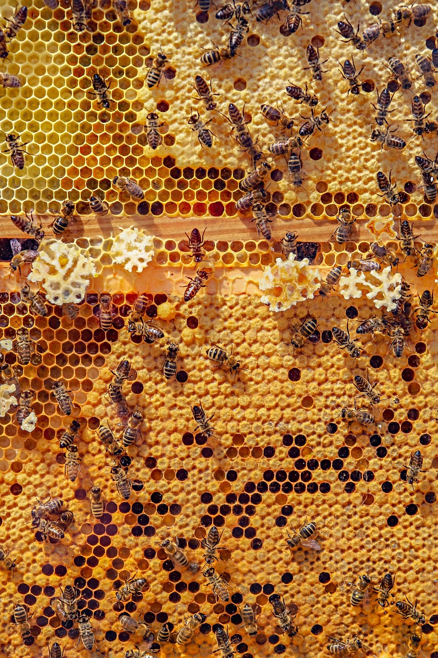 Vertical view of bees distributed across golden and amber comb