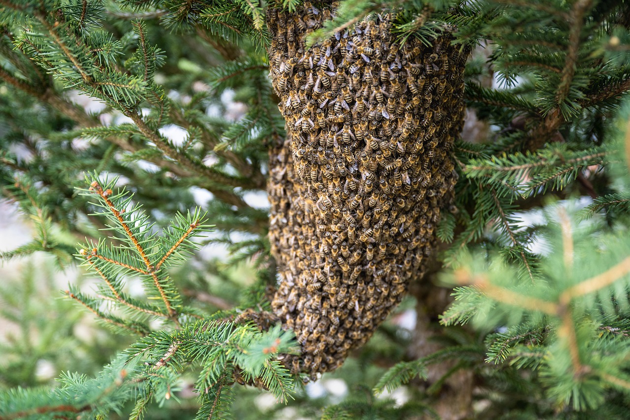 A dense cluster of honeybees hanging among evergreen branches