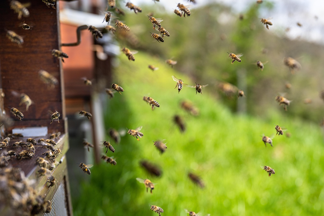 Honeybees flying around the entrance of a wooden hive in grass