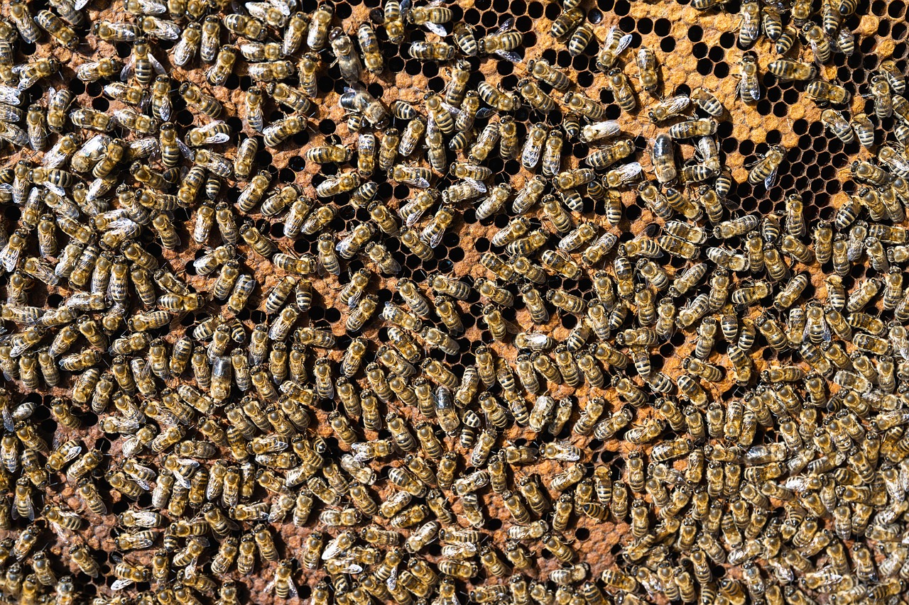 Bees spread over a comb viewed from above